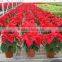 Greenhouse Seedling Nursery Bed Greenhouse Equipment