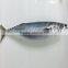 HACCP Mackerel Fish