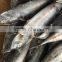 Sea frozen fresh good price bonito skipjack tuna