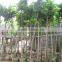 ficus benghalensis