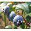 Bilberry extract