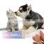 Wholesale New Product Dog Cat Pet Sterilization Deodorant