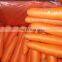 2020 High Quality Fresh Vegetable Fresh Carrot