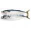 IQF frozen pacific mackerel fish yellow tail pacific mackerel