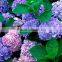 High grade OEM supplier of hydrangeas flower