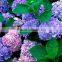 Top grade Best-Selling promotional 2 heads hydrangeas