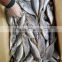 2015 new coming sea frozen horse mackerel