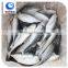 High Quality Frozen hard tail scad in fish