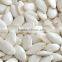 Shine Skin Pumpkin Seeds squash seeds best face lotion dry skin