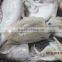 CUTTLE FISH WHOLE