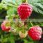 Raspberry Juice Powder 10:1