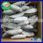 New Landing Frozen Round Scad Seafood for Tuna Bait