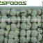 Frozen IQF vegeterian spring roll HOT SALE