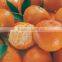 MANDARIN