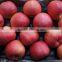 fresh fuji apples 2016 crop