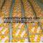 Fresh Mandarin ( Calamantine ) From Egypt