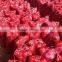 Fresh red onion