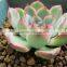 Echeveria Pulidonis of Succulent Plants