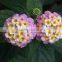 The shrub plant Lantana camara seedling