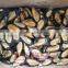 Wholesale High quality half shell mussel for market