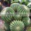 Natural Plant Cactus Ball