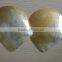 Wholesale polished white yellow mother of pearl raw shells