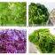 Leaf vegetable spinach cutting machine/Spinach/ parsley/lettuce cutter