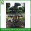 Ficus microcarpa bonsai 3.5m (3)