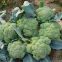 Broccoli Seeds F1 Hybrid High Yield Beautiful Green Cauliflower Seeds