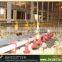 cheap good quaility automatic broiler drinking system for farm