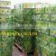 SEEDLESS LIME/ GREEN LEMON FOR HOT SALE