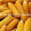 YELLOW CORN , YELLOW MAIZE AT COMPETITIVE PRICE