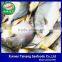 Frozen pompano fish 300-400g Frozen golden pomfret 300-500g