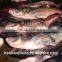 Frozen silver carp/ Asian Carp