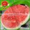 fresh watermelon low-temperature transport best watermelon