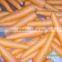 Fresh Carrot crops 2015 very suitable price for exporting