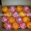 Sweetly Flavor Valencia and Navel Orange in Egypt