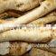 Spicy Fresh Horseradish
