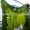 Machine Dried Kelp Laminaria 2016 harvest cut dried kelp
