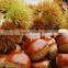 Organic raw chestnuts with shell, sweet and easy peeling