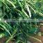 China import direct spinach extract latest products in market
