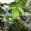 Home garden deco 50cm to 400 cm hight artificial purple or white large Chinese wistaria EDHS1501 1601