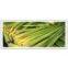 lemon grass