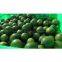 FRESH SEEDLESS LEMON/LIME (Ms. Angela - WhatsApp: +84 165 582 7745)