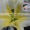 Pure and mild flavor classical yellow oriental lilies