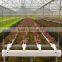 Versatile multi span poly film Greenhouse for Hydroponic NFT and Soilless systems