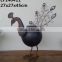 live iron ostrich for sale