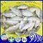 Frozen fish frozen tilapia fillet low price