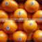 Bulky Supply Sweet Fresh Navel Orange