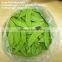 fresh sugar snap pea snow bean